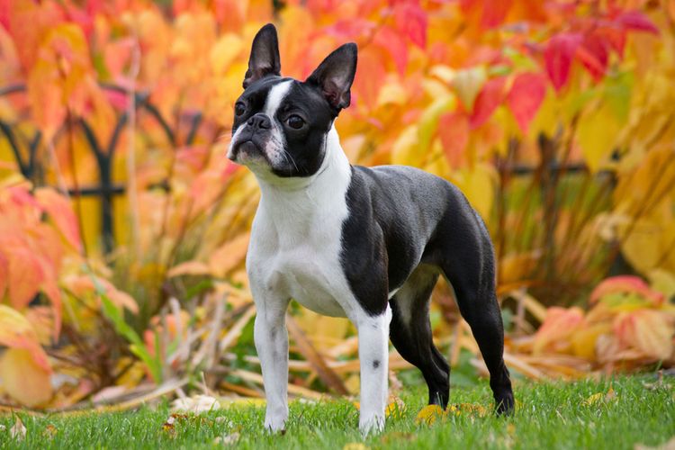 Tips dan Trik Perawatan Anjing Boston Terrier