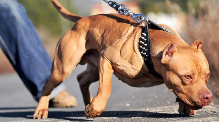 Anjing American Pit Bull Terrier sebagai Hewan Peliharaan