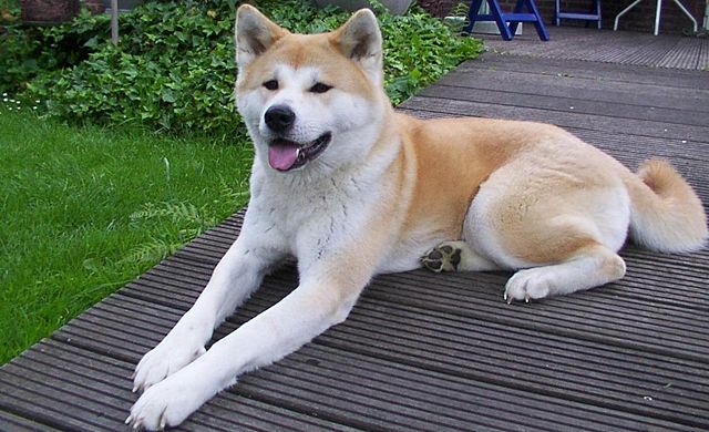 Karakter Anjing American Akita Sebagai Hewan Peliharaan