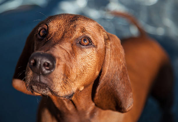 Karakter Anjing Redbone Coonhound Sebagai Peliharaan