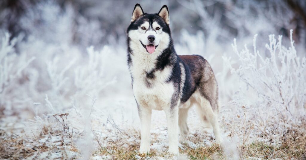 Memahami Karakteristik dan Cara Perawatan Siberian Husky