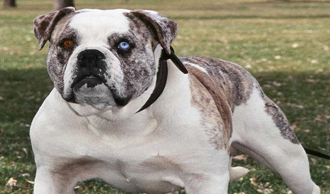 Panduan Perawatan Anjing Alapaha Blue Blood Bulldog