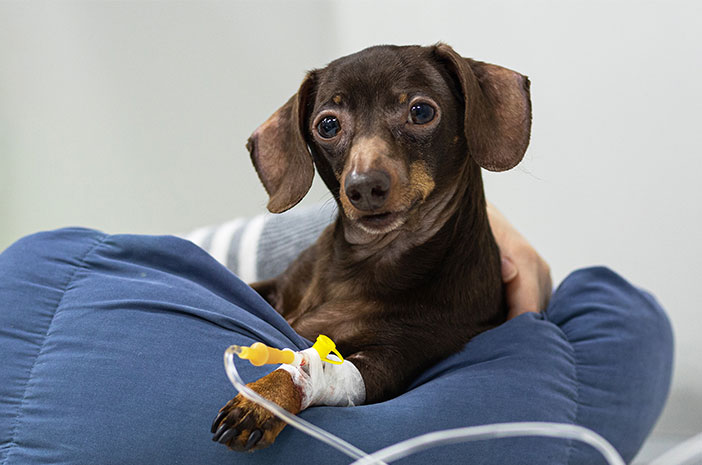 Penyakit Umum pada Anjing Peliharaan dan Cara Mengatasinya