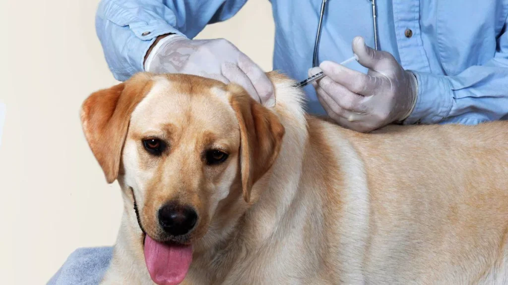 Waktu yang Tepat untuk Vaksinasi Anjing Peliharaan
